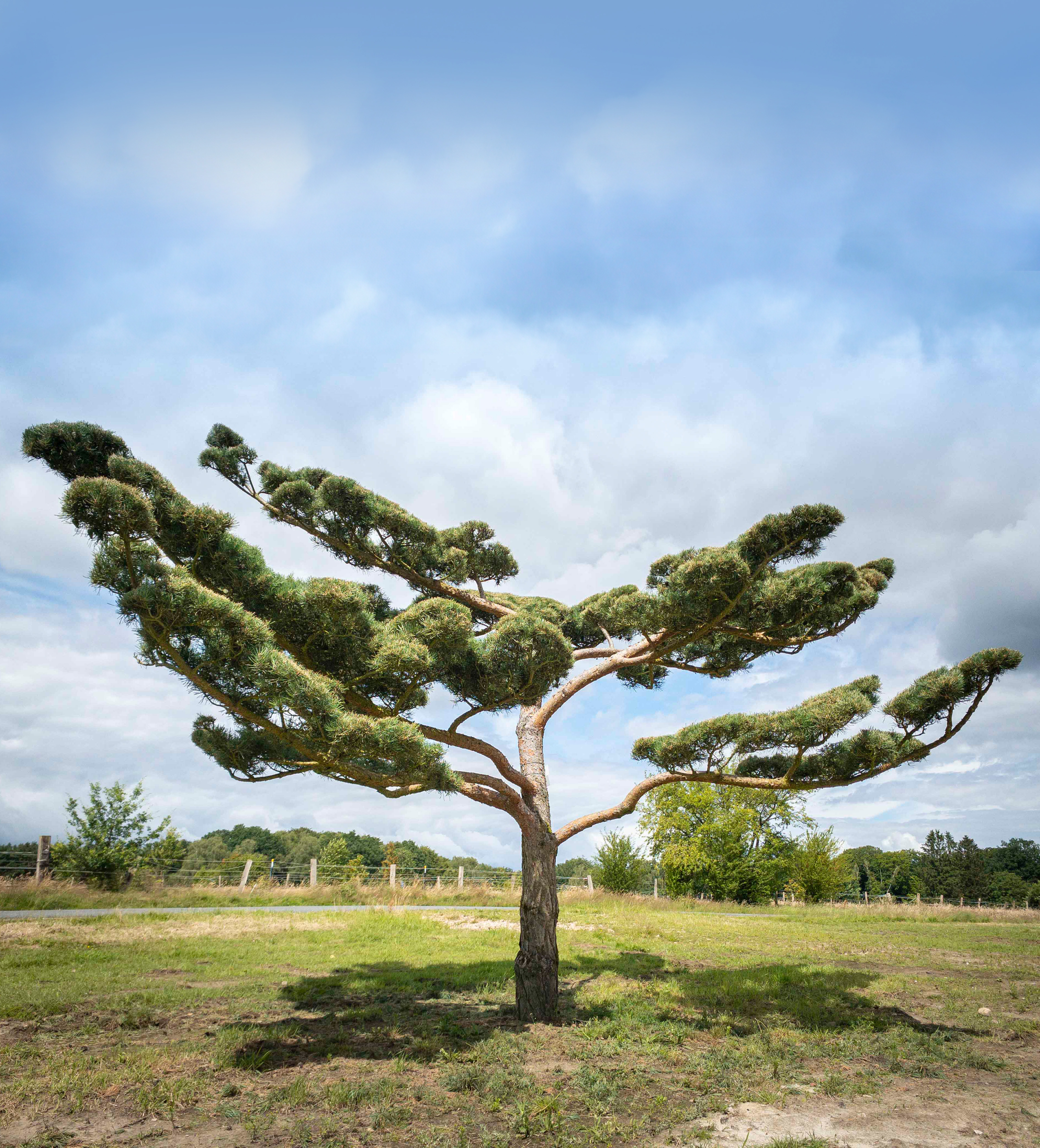 Pinus sylvestris 'Norske Typ' Bonsai